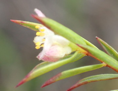 Lachnaea burchellii