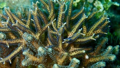 Seriatopora hystrix