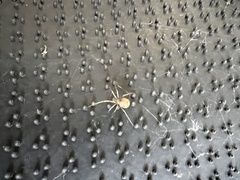 Latrodectus geometricus