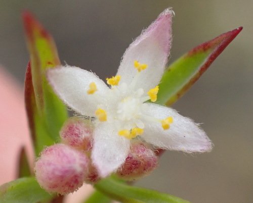 Lachnaea burchellii (Lachnaea burchellii)