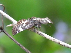 Chiomara georgina