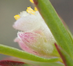 Lachnaea burchellii