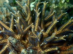 Seriatopora hystrix