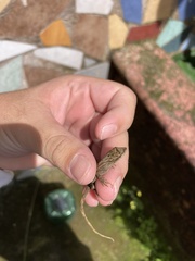 Anolis laeviventris
