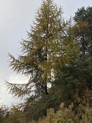 Larix