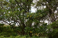 Anthocleista grandiflora