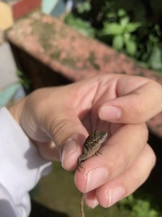 Anolis laeviventris