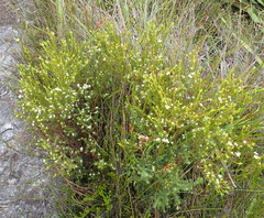 Lachnaea diosmoides