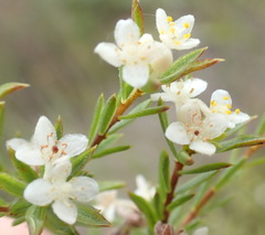 Lachnaea diosmoides