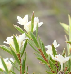 Lachnaea diosmoides