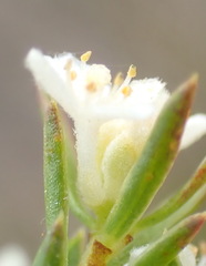 Lachnaea diosmoides