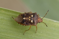 Carpocorini