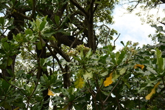 Anthocleista grandiflora