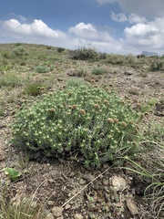 Helichrysum dasycephalum
