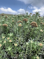 Helichrysum dasycephalum