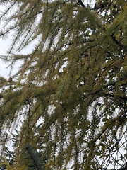 Larix