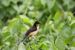Donacobius atricapilla