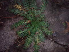 Lepidium didymum