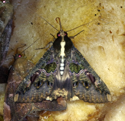 Sundowner moth