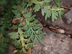 Lepidium didymum