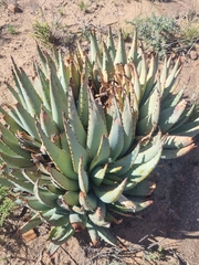 Aloe claviflora