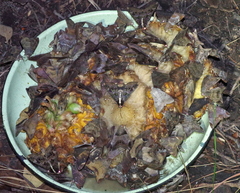 Sphingomorpha chlorea