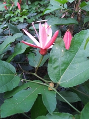 Passiflora vitifolia