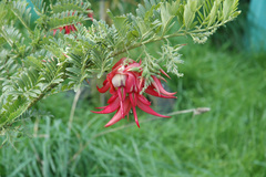 Clianthus puniceus
