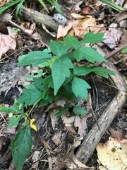 Toxicodendron radicans