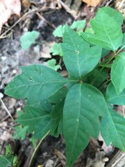 Toxicodendron radicans