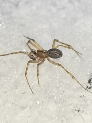 Stemonyphantes lineatus