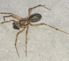 Stemonyphantes lineatus