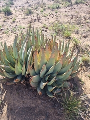 Aloe claviflora