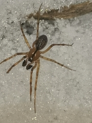 Stemonyphantes lineatus