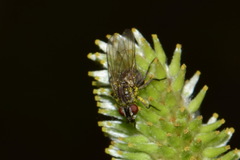 Leucophora