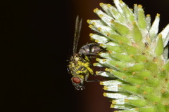 Leucophora