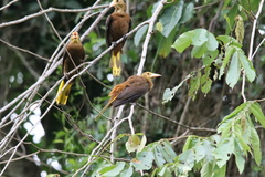 Psarocolius angustifrons