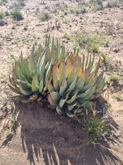 Aloe claviflora