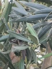 Schistocerca nitens