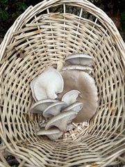 Pleurotus ostreatus