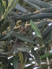 Schistocerca nitens