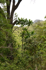 Anthocleista grandiflora