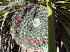 Mammillaria meiacantha
