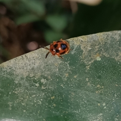 Stenotarsus pardalis