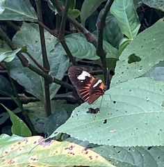 Heliconius melpomene