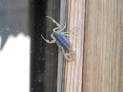 Centruroides suffusus