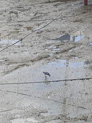 Egretta tricolor