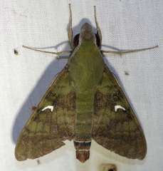 Nephele comma