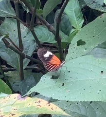 Heliconius melpomene