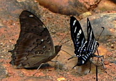 Historis acheronta